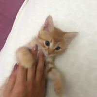 Sarman, Kedi  Osman Leo fotoğrafı