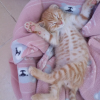 Sarman, Kedi  Osman Leo fotoğrafı