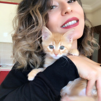 Sarman, Kedi  Osman Leo fotoğrafı