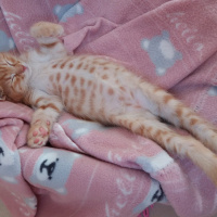Sarman, Kedi  Osman Leo fotoğrafı