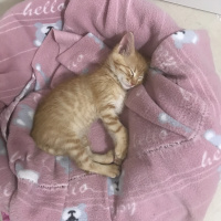 Sarman, Kedi  Osman Leo fotoğrafı