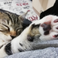 Tekir Kedi, Kedi  Müezza fotoğrafı