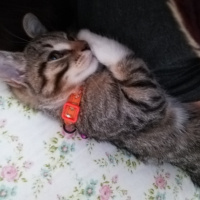 Tekir Kedi, Kedi  Müezza fotoğrafı