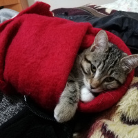 Tekir Kedi, Kedi  Müezza fotoğrafı