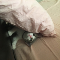 Tekir Kedi, Kedi  Su ve aralık fotoğrafı