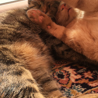 Tekir Kedi, Kedi  Cücü fotoğrafı