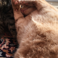 Tekir Kedi, Kedi  Cücü fotoğrafı