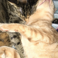 Tekir Kedi, Kedi  Cücü fotoğrafı