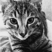 Tekir Kedi, Kedi  Cücü fotoğrafı