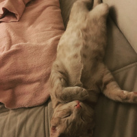 Tekir Kedi, Kedi  Cücü fotoğrafı