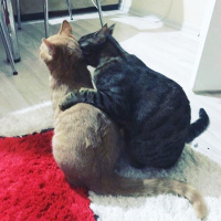 Tekir Kedi, Kedi  Cücü fotoğrafı