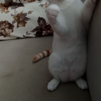 Tekir Kedi, Kedi  Yumak fotoğrafı