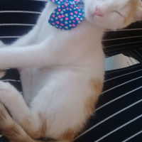 Tekir Kedi, Kedi  Yumak fotoğrafı