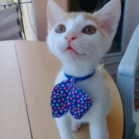 Tekir Kedi, Kedi  Yumak fotoğrafı