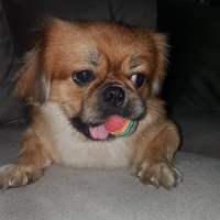 Pekingese, Köpek  pasha fotoğrafı