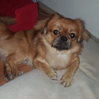 Pekingese, Köpek  pasha fotoğrafı