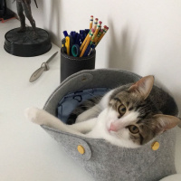 Tekir Kedi, Kedi  Kedi fotoğrafı