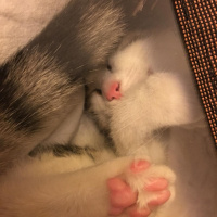 Tekir Kedi, Kedi  Kedi fotoğrafı