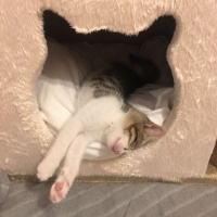 Tekir Kedi, Kedi  Kedi fotoğrafı
