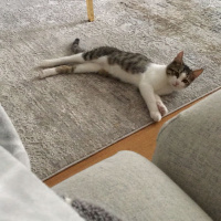 Tekir Kedi, Kedi  Kedi fotoğrafı