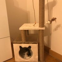 Tekir Kedi, Kedi  Kedi fotoğrafı