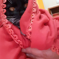 Tekir Kedi, Kedi  Karanfil fotoğrafı