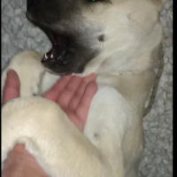 Kangal, Köpek  Boncuk fotoğrafı