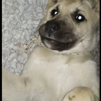 Kangal, Köpek  Boncuk fotoğrafı