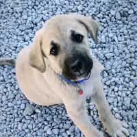 Kangal, Köpek  Boncuk fotoğrafı