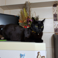 Tekir Kedi, Kedi  ilgi fotoğrafı