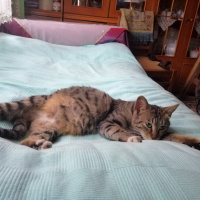 Tekir Kedi, Kedi  Yamut fotoğrafı