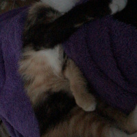 Tekir Kedi, Kedi  Kaju fotoğrafı