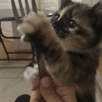 Tekir Kedi, Kedi  Kaju fotoğrafı