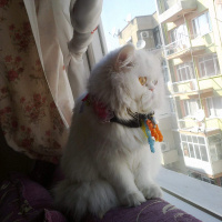 İran Kedisi (Persian), Kedi  İnci fotoğrafı