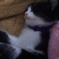 Tekir Kedi, Kedi  Baileys fotoğrafı