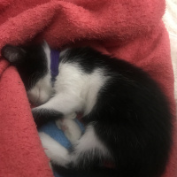 Tekir Kedi, Kedi  Baileys fotoğrafı