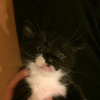 Tekir Kedi, Kedi  Shadow fotoğrafı