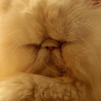 İran Kedisi (Persian), Kedi  Mösyö fotoğrafı