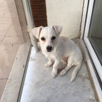 Chihuahua, Köpek  Tina fotoğrafı