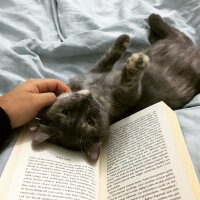 Scottish Fold, Kedi  Mona fotoğrafı