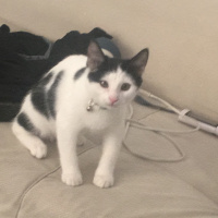 Tuxedo (Smokin) Kedi, Kedi  berkay nevzat fotoğrafı