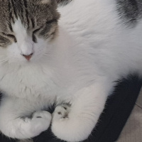 Tekir Kedi, Kedi  özlem fotoğrafı