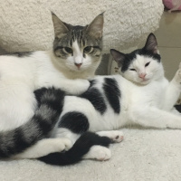 Tekir Kedi, Kedi  özlem fotoğrafı