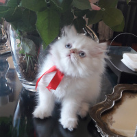 İran Kedisi (Persian), Kedi  MİRA fotoğrafı