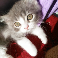 Exotic Shorthair, Kedi  Minnak fotoğrafı