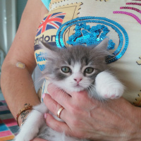 Exotic Shorthair, Kedi  Minnak fotoğrafı