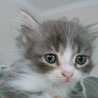 Exotic Shorthair, Kedi  Minnak fotoğrafı