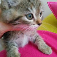 Exotic Shorthair, Kedi  Leopar fotoğrafı