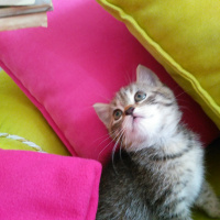 Exotic Shorthair, Kedi  Leopar fotoğrafı
