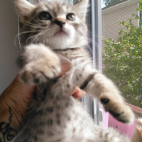 Exotic Shorthair, Kedi  Leopar fotoğrafı